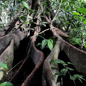 Foto Era uma Vez uma Floresta
