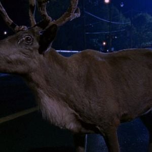 Foto Um Amor de Natal