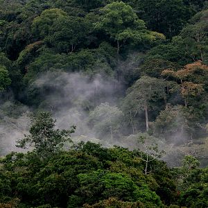 Foto Era uma Vez uma Floresta