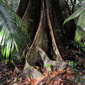 Foto Era uma Vez uma Floresta