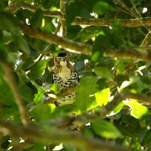 Foto Era uma Vez uma Floresta