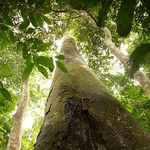 Foto Era uma Vez uma Floresta