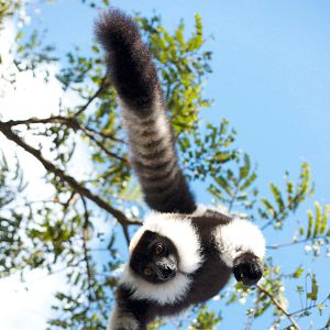 Foto Ilha dos Lêmures - Madagascar