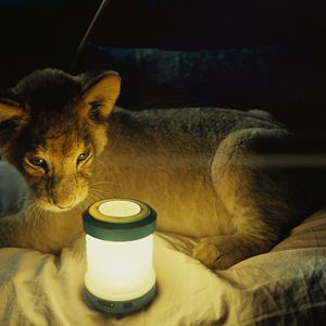 Foto King, Meu Melhor Amigo