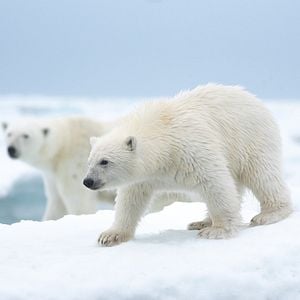 Foto A Ursa Polar