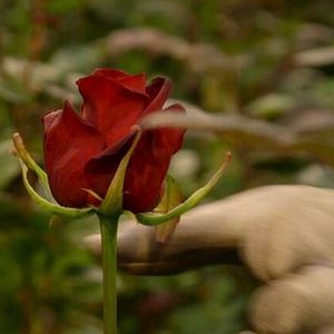 Foto Une Fleur à la bouche
