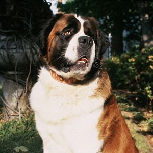 Foto Beethoven, o Magnífico