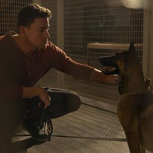 Foto Dog - A Aventura de Uma Vida