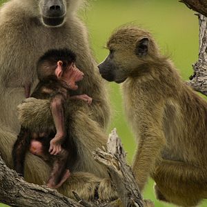 Foto Sobrevivendo ao Paraíso: Contos de Famílias