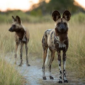 Foto Sobrevivendo ao Paraíso: Contos de Famílias
