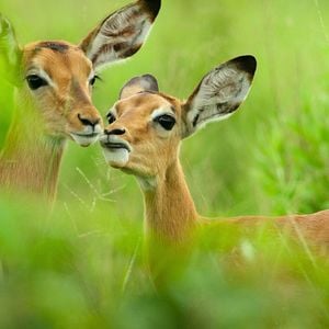 Foto Sobrevivendo ao Paraíso: Contos de Famílias