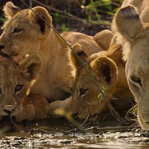 Foto Sobrevivendo ao Paraíso: Contos de Famílias