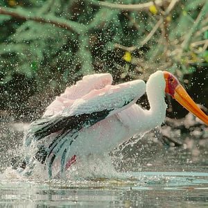 Foto Sobrevivendo ao Paraíso: Contos de Famílias