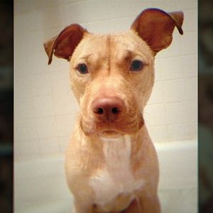 Foto De Rainha do Veganismo à Foragida