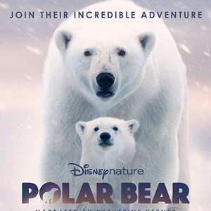 Foto A Ursa Polar