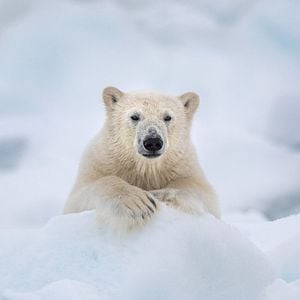 Foto A Ursa Polar