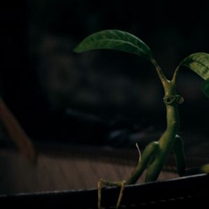 Foto Animais Fantásticos: Os Segredos de Dumbledore