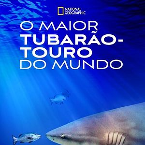 Foto O Maior Tubarão-Touro do Mundo