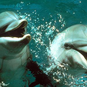 Foto O Dia do Golfinho