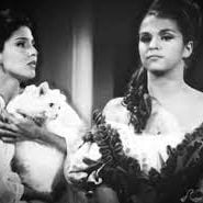 Foto A Gata de Vison