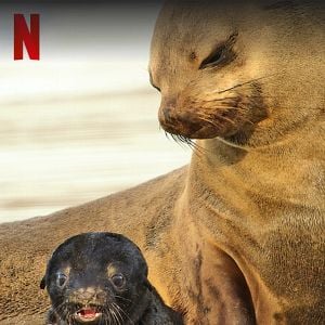 Foto Filhotes Selvagens