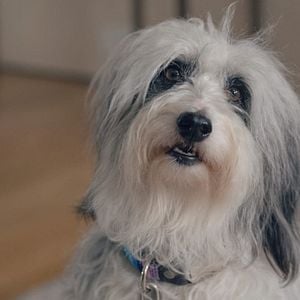 Foto Homem X Abelha: A Batalha