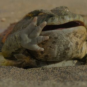 Foto Planeta Pre-Histórico