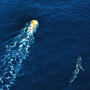 Foto Tubarão - Mar de Sangue