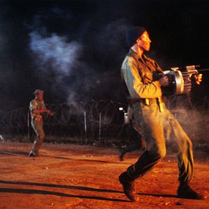 Foto Cães de Guerra