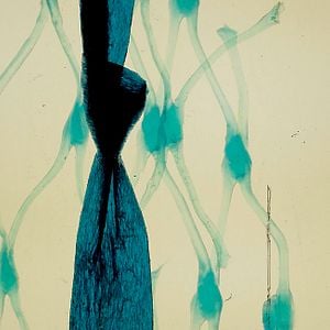 Foto Geographies Of Solitude