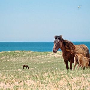 Foto Geographies Of Solitude