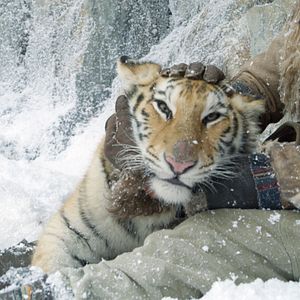 Foto O Menino e o Tigre