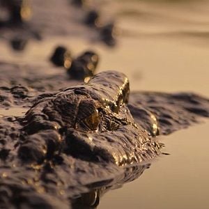 Foto Terra de Crocodilos