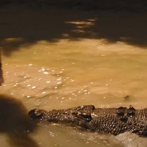 Foto Terra de Crocodilos