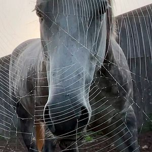 Foto Horse Opera