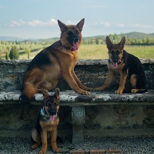 Foto Gunther: O Cachorro Milionário