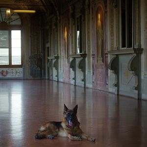 Foto Gunther: O Cachorro Milionário