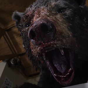 Foto Urso do Pó Branco