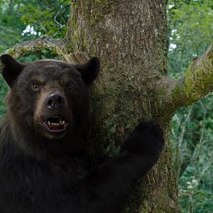 Foto Urso do Pó Branco