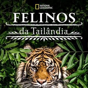 Foto Felinos da Tailândia