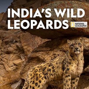 Foto India's Wild Leopards