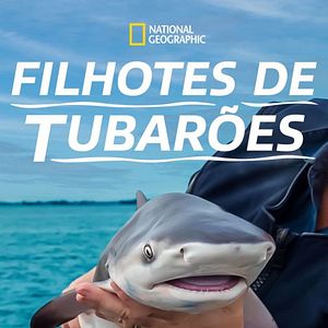Foto Filhotes de Tubarões