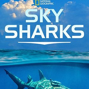 Foto Tubarões Visto de Cima