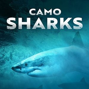 Foto Tubarão-Fantasma