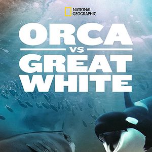 Foto Baleias vs. Tubarões