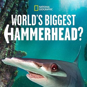 Foto World's Biggest Hammerhead?