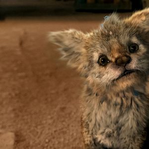 Foto Meu Amigo Lutcha