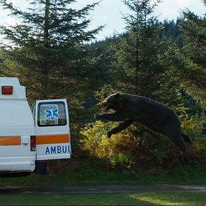 Foto Urso do Pó Branco