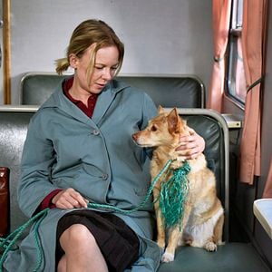 Foto Folhas de Outono