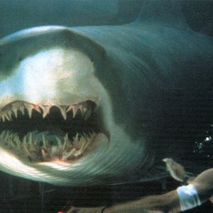 Foto Do Fundo do Mar